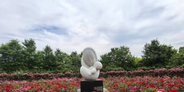 一路生花丨椒江：月季盛开，浪漫满城