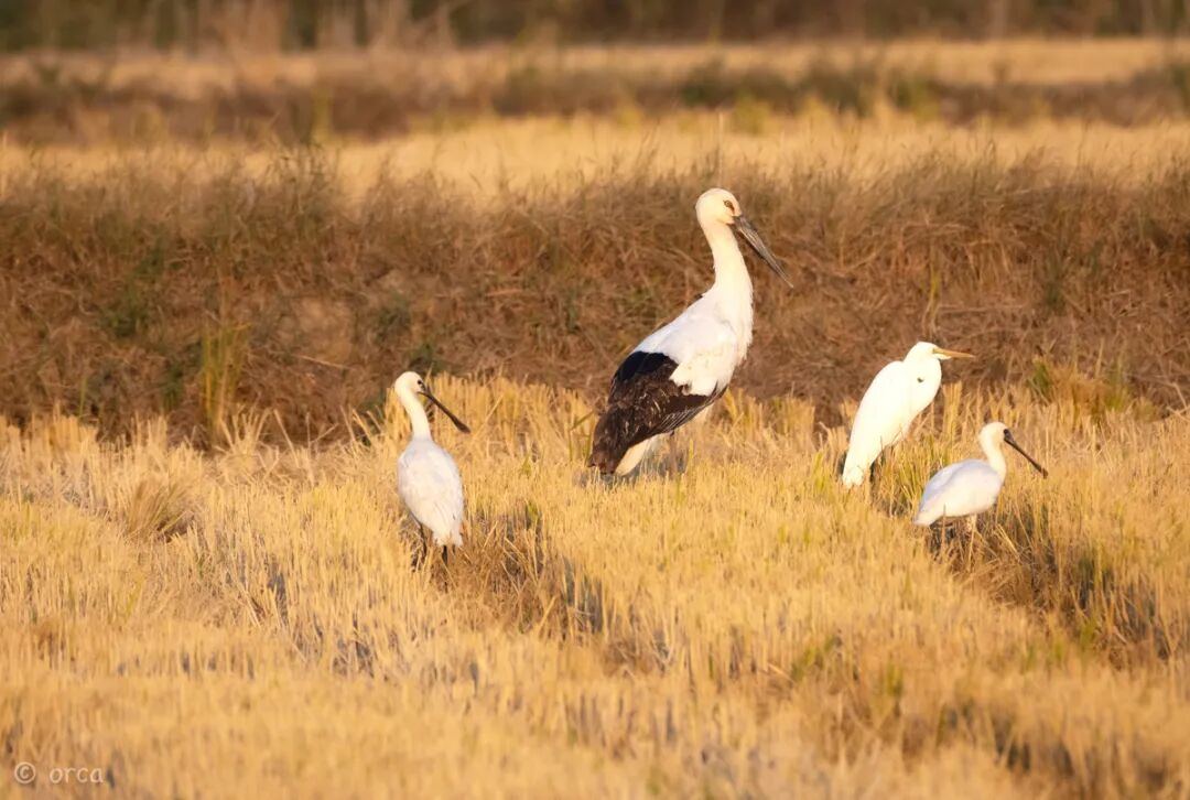 2000085476764856324_1280px - 副本.jpg